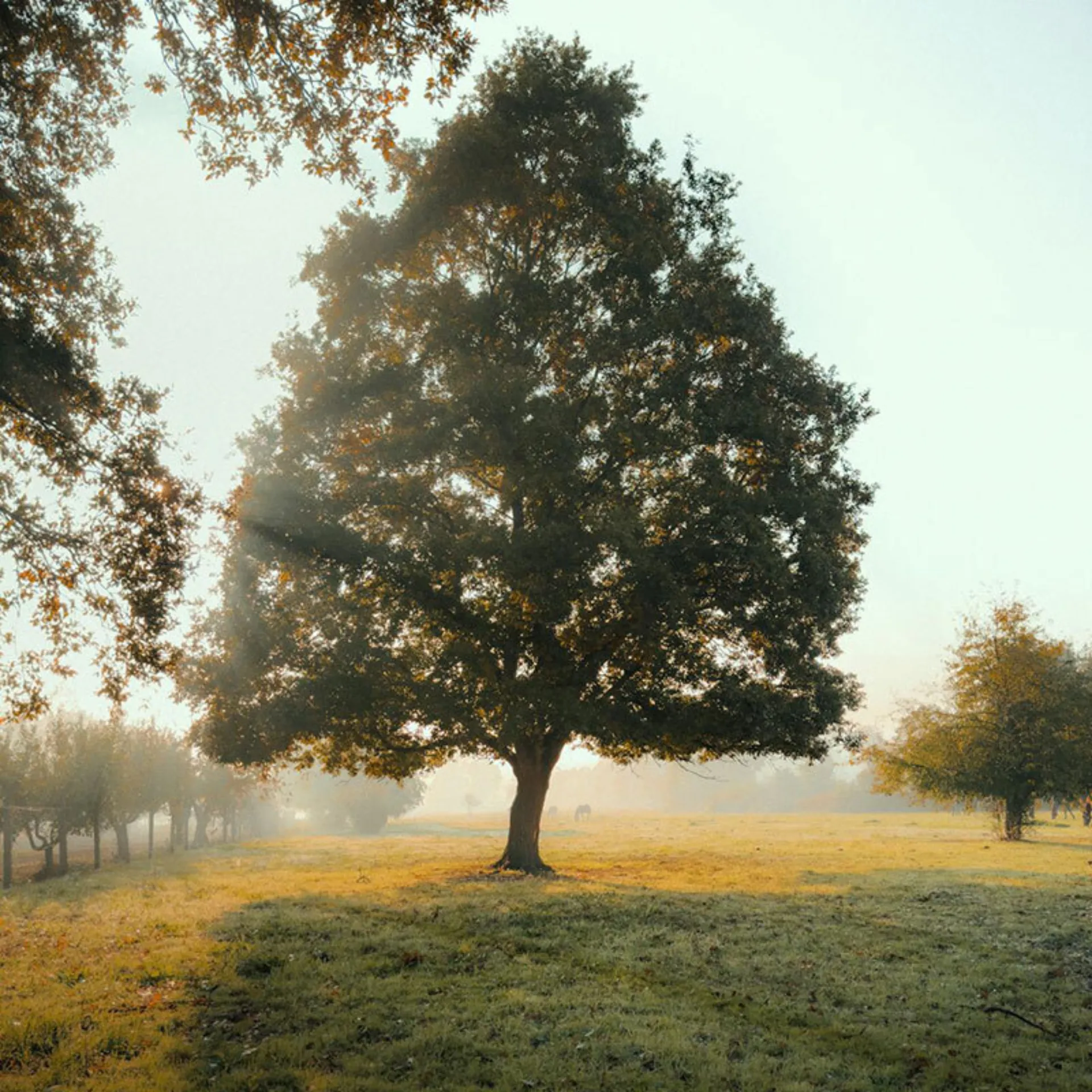 Oak sun 800x800