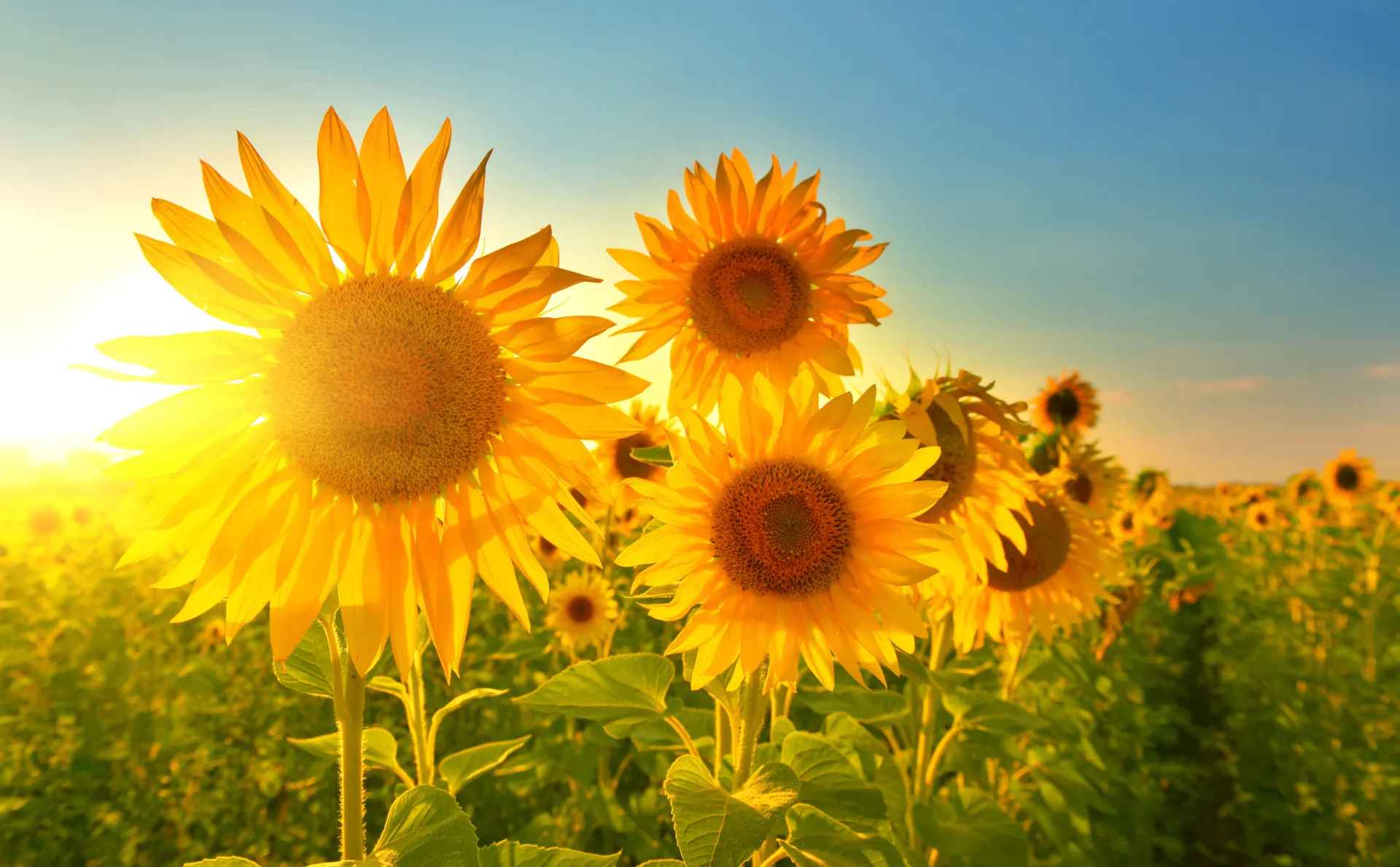 Adobe Sunflowers 5